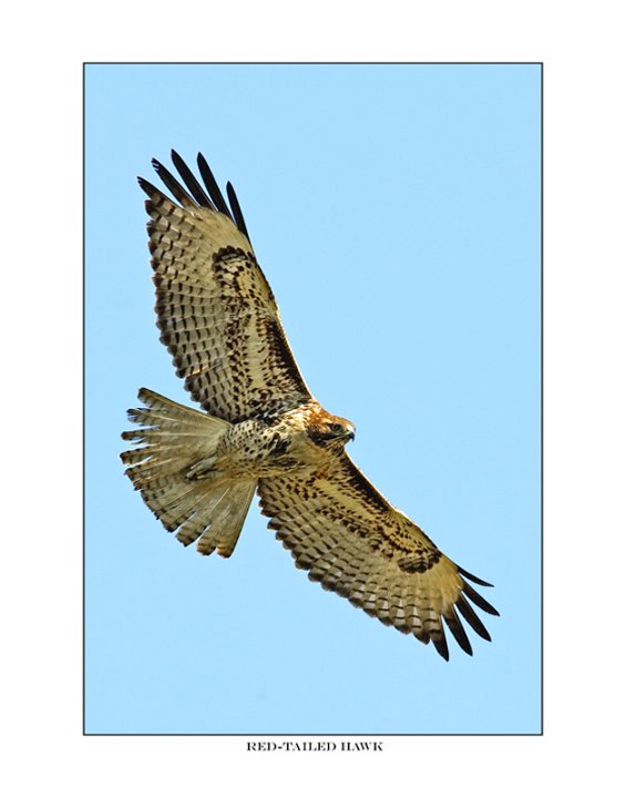 412 red-tailed hawk..jpg
